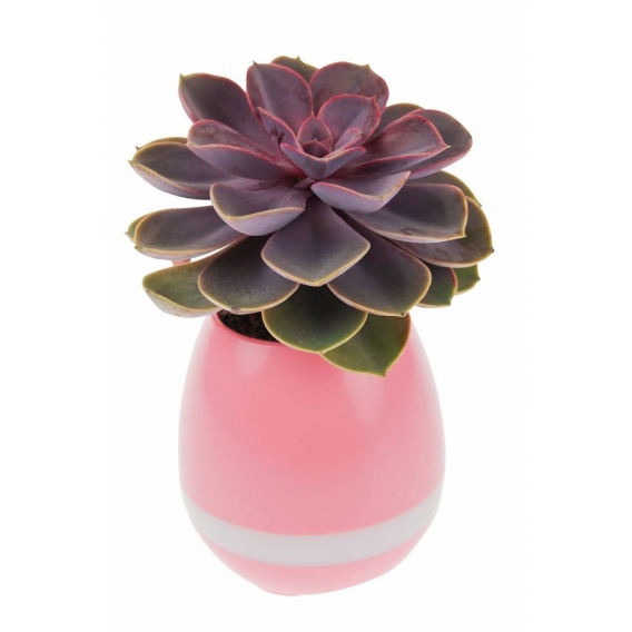 United Entertainment 3-in-1-Blumentopf Smart 15 x 8,5 cm Vinyl rosa