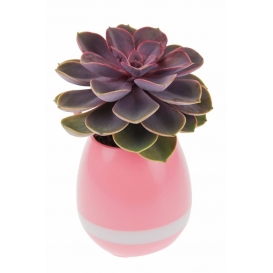 More about United Entertainment 3-in-1-Blumentopf Smart 15 x 8,5 cm Vinyl rosa