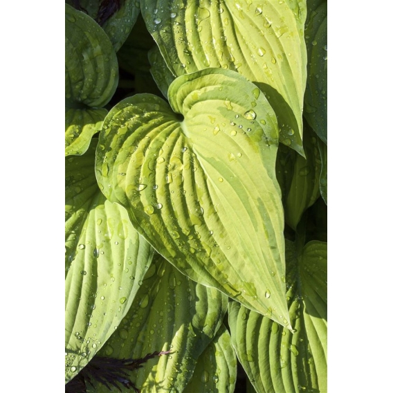 Glocken-Funkie Hosta ventricosa P 0,5