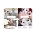 4pcs Anti-Scratch Cats Fussschuhe Stiefel Silikon Pet Grooming Scratching Restraint Booties Kaetzchen Cats Claws Cover Protector